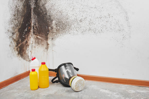 Professional Mold Remediation in Williamsport, OH